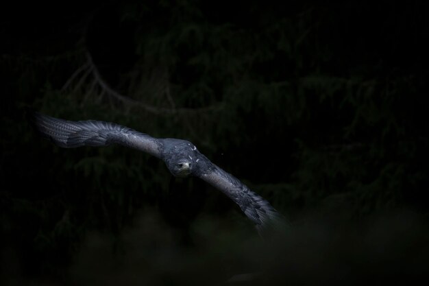 Photo close-up of a bird flying