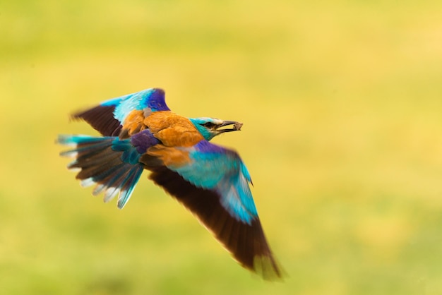 鳥の飛行のクローズアップ