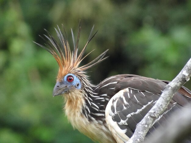 Close-up of a bird flying