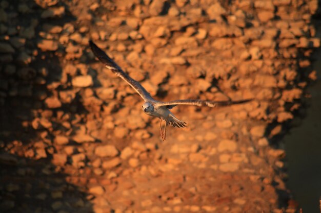 Close-up of bird flying