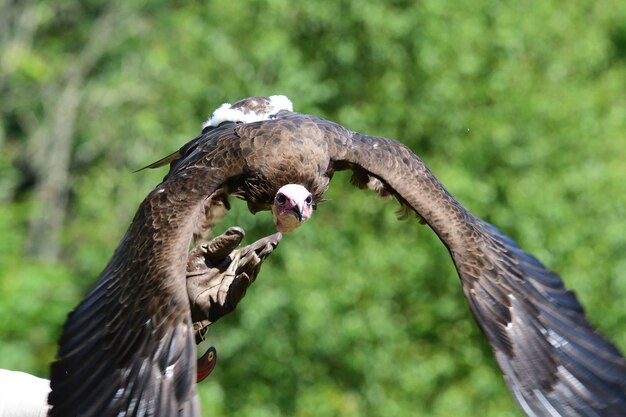 Foto close-up di un uccello che vola