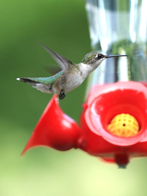 Photo close-up of bird flying