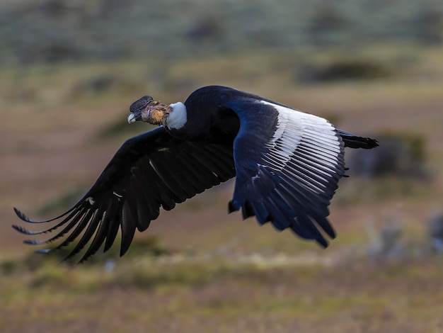 Photo close-up of a bird flying