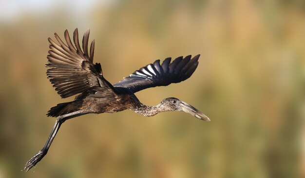 Foto prossimo piano di un uccello in volo