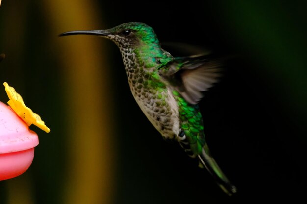 Foto prossimo piano di un uccello in volo