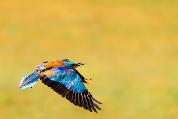 鳥の飛行のクローズアップ
