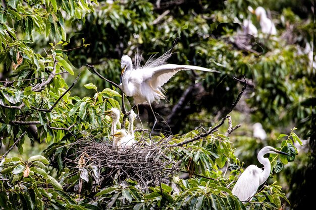 Close-up of a bird flying