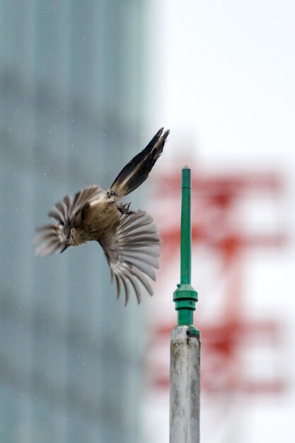 Photo close-up of bird flying