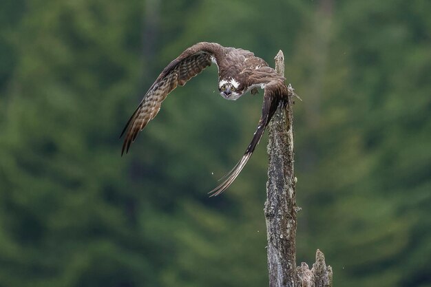 Close-up of a bird flying