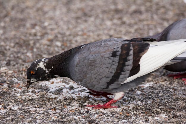 Close-up of bird flying