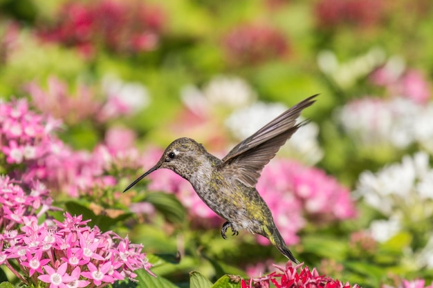 Photo close-up of bird flying