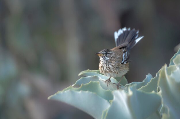 Photo close-up of a bird flying