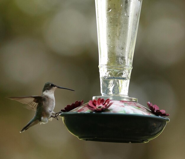 Photo close-up of bird flying