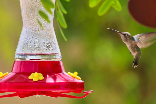 Close-up of bird flying