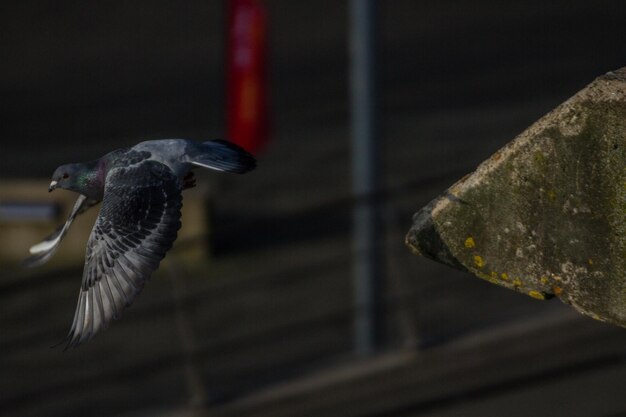 Photo close-up of bird flying