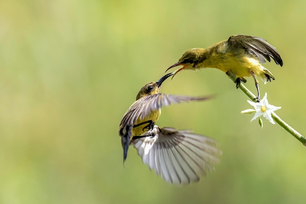 鳥の飛行のクローズアップ