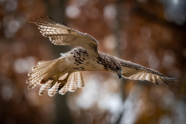 鳥の飛行のクローズアップ