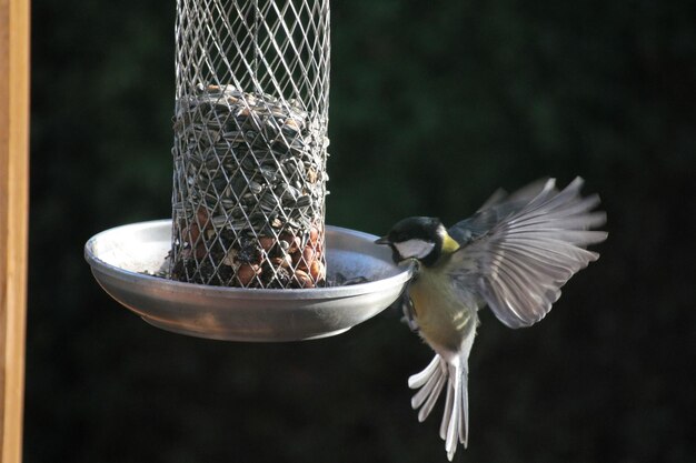 Photo close-up of bird flying