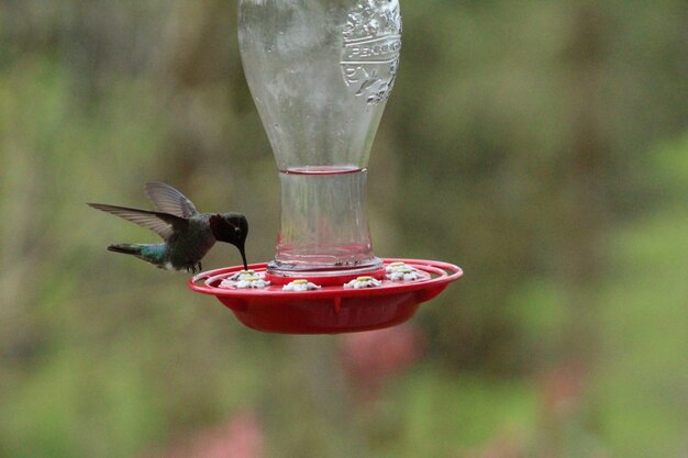 Photo close-up of a bird flying