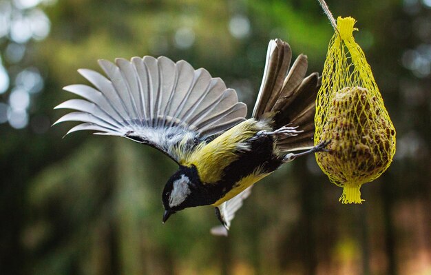 Close-up of bird flying