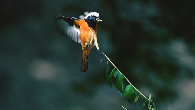 Photo close-up of bird flying