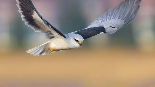 Close-up of bird flying