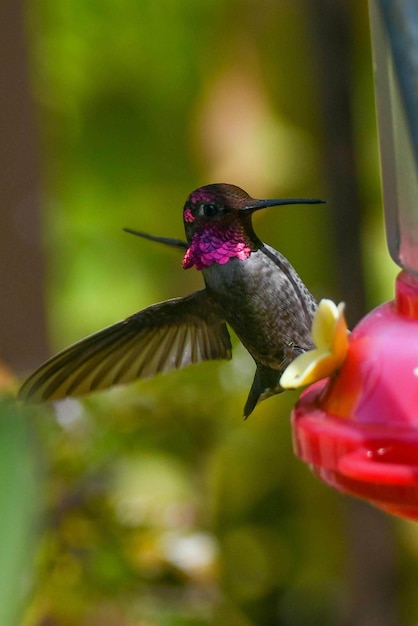 Photo close-up of bird flying