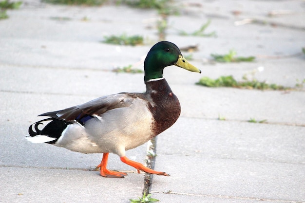 歩道上の鳥のクローズアップ