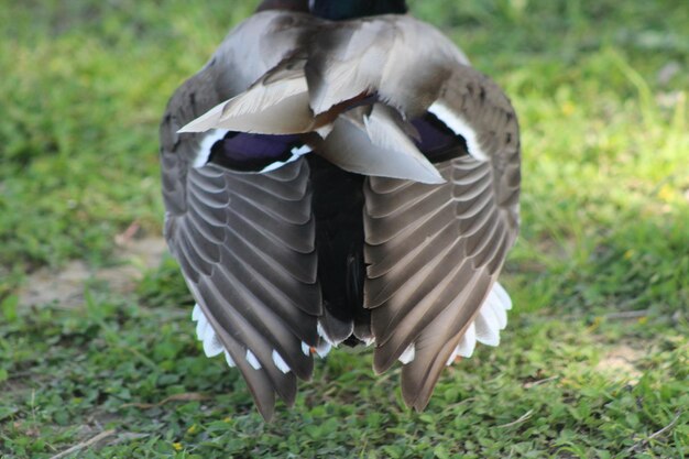 Foto prossimo piano di un uccello sull'erba