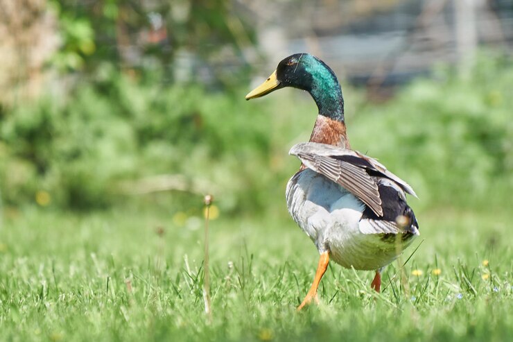 Photo 草の上にある鳥のクローズアップ