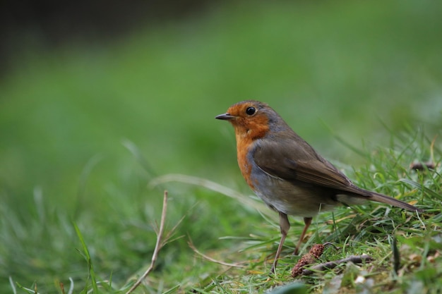 草の上にある鳥のクローズアップ