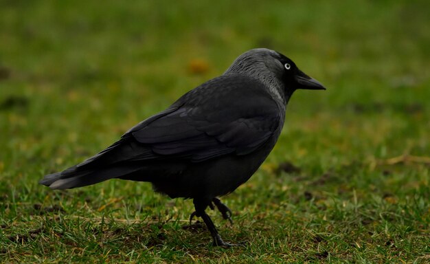 Photo close-up of bird on grass