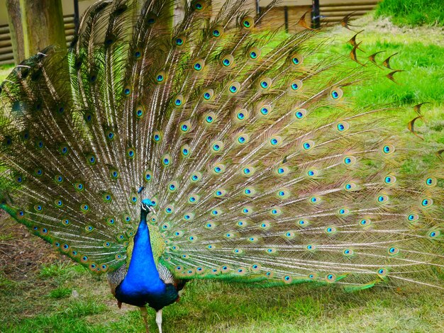 Close-up of a bird on grass