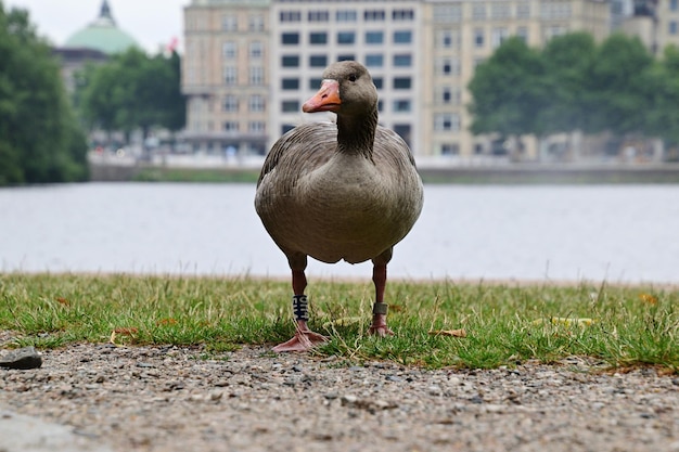 Close-up of bird on grass