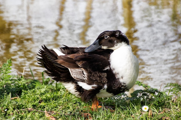 草の上にある鳥のクローズアップ