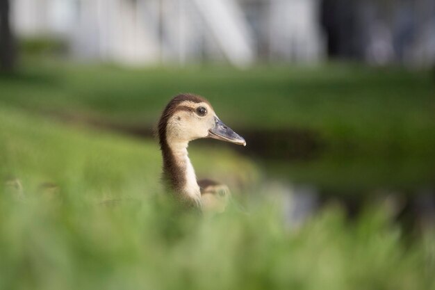 Photo close-up of a bird on grass