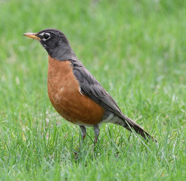 Foto close-up di un uccello sull'erba