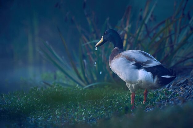 Photo close-up of bird on grass