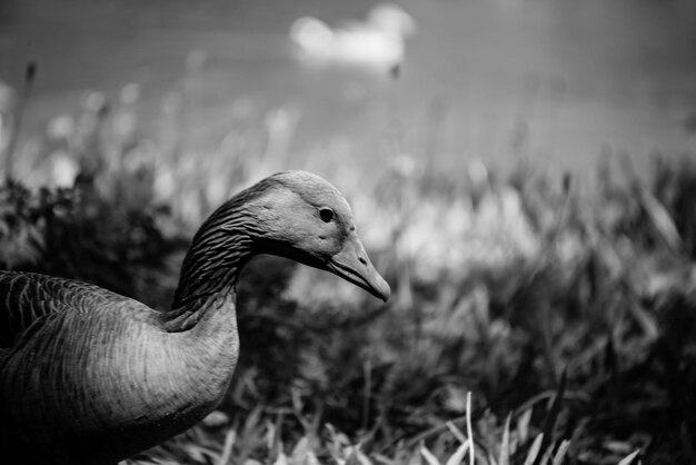 Close-up of bird on grass