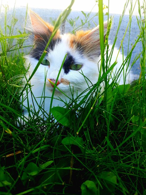 Close-up of bird on grass