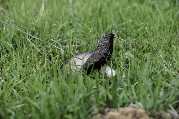 Close-up of a bird on grass