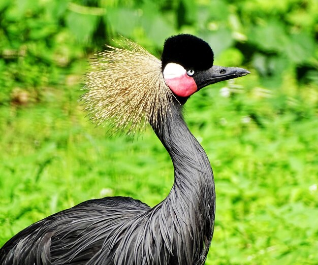 Photo close-up of bird on grass