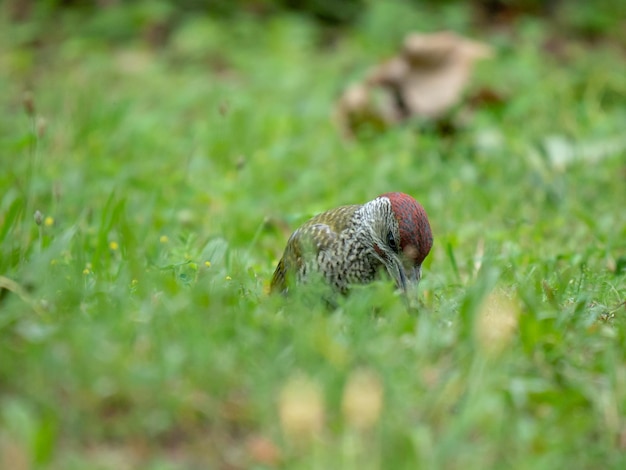 Photo close-up of a bird on grass