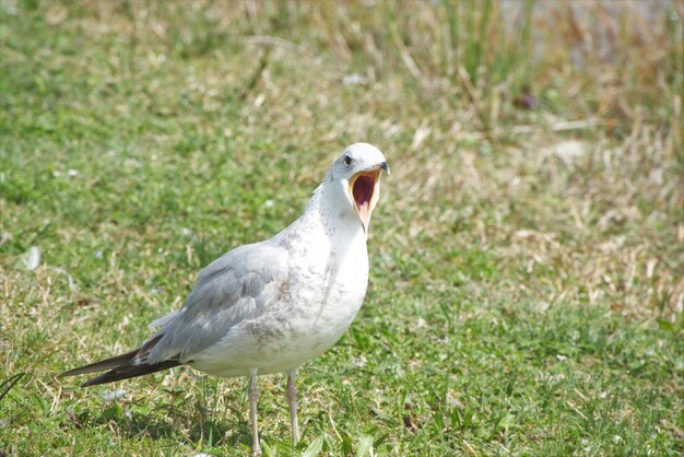 草の上にある鳥のクローズアップ