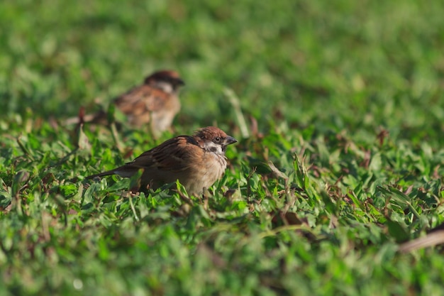 草の上にある鳥のクローズアップ