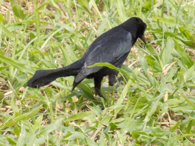 Close-up of a bird on grass