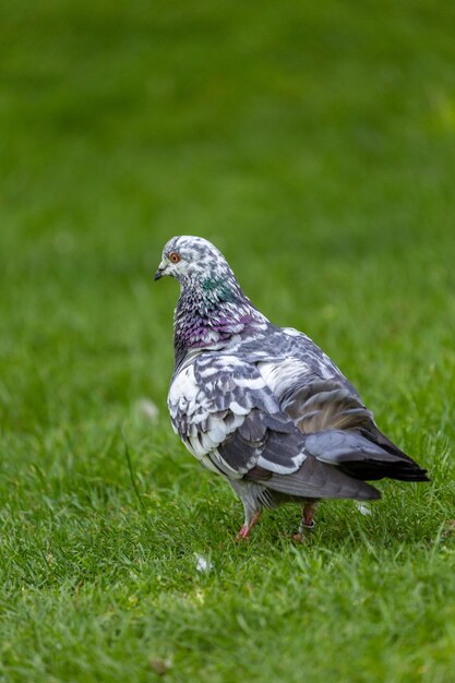 Close-up of a bird on grass