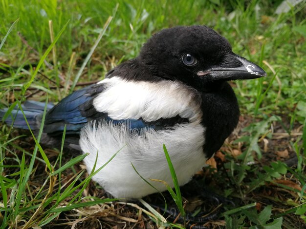 Photo close-up of bird on grass