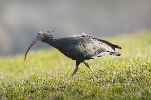 Foto close-up di un uccello sull'erba