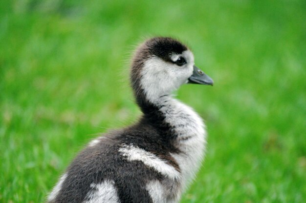 Close-up of bird on grass